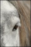 Auge eines Connemara Pony 