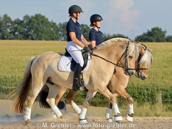 Pas de Deux mit Fjordpferden 