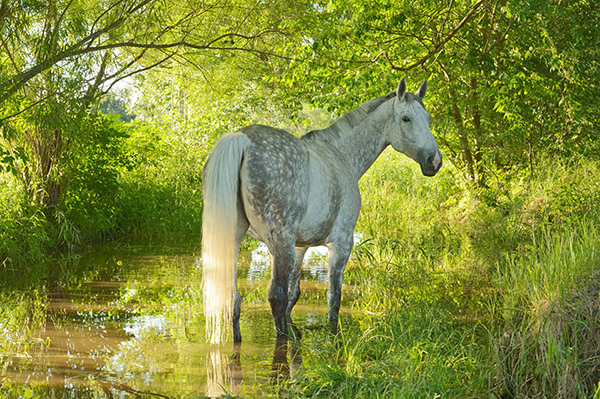 Pferdebilder Pferdefotografie