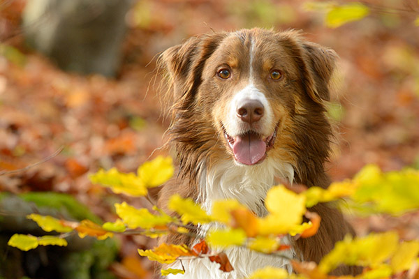 Hundefotografie